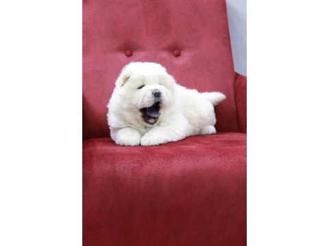 Chow chow çin aslanı yavrular