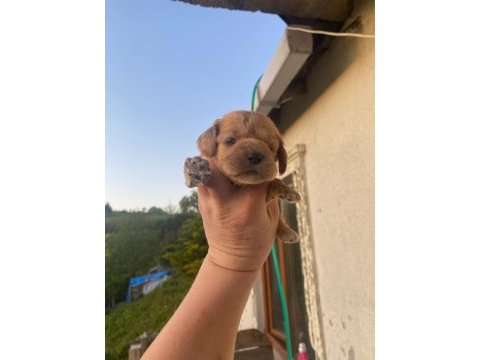 Afacan english cocker yavrular
