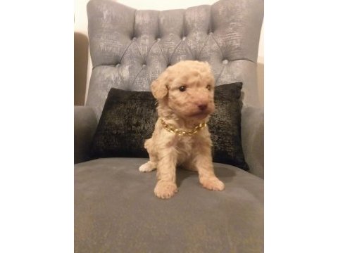 Gerçek maltipoo yavrularım
