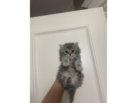 British longhair 3 aylık