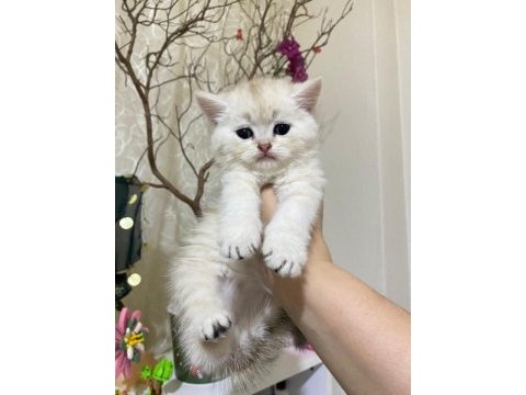 Çekirdek ailesine bir can kedi katmak isteyenler burada mı