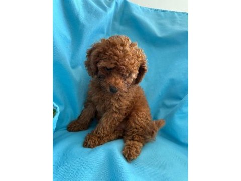 Toy poodle yavrularımız