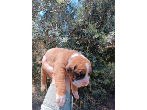 Orijinal boxer yavruları