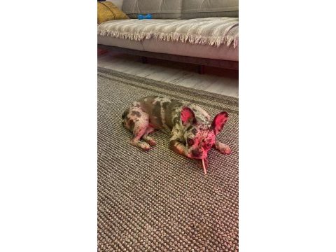 11 aylık dişi ve kısırlaştırılmamış french bulldog yavrumuz