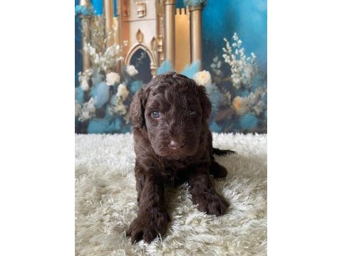 Çikolata poodle türünün en iyisi