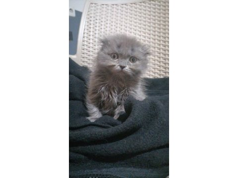 Scottish fold longhair erkek bebişimiz yuva arıyor