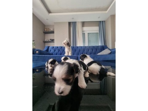 Veteriner kontrolünde teslim edilecek morkie yavruları