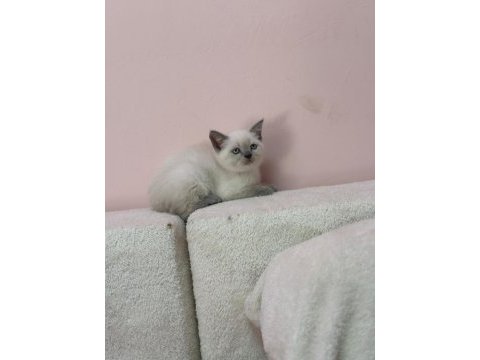 A+ kalite british shorthair bebeğimiz