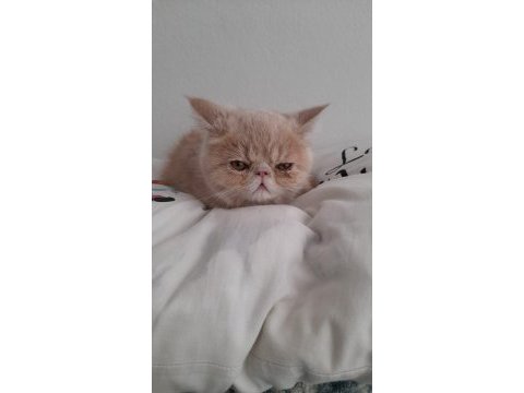 5 aylık son yavru exotic shorthair
