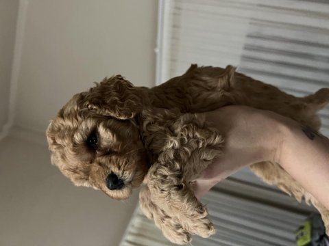 Anne baba orjinal toy poodle bebekler