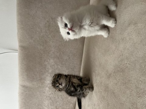 Scottish fold bebeklerimiz