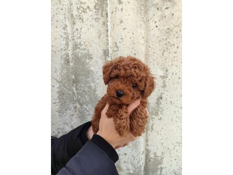Tatlı toy poodle bebeklerim