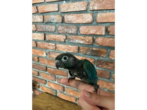 50 günlük konur papağanı