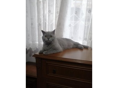 British shorthair kedimiz eş arıyor