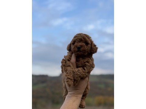 Red brown kore poodle