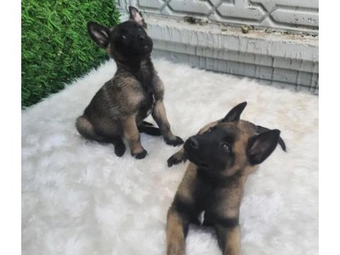 Safkan belçika kurdu yavrularım