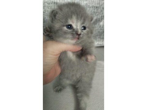 Scottish fold yavrular