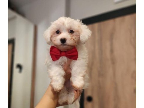 Bembeyaz tüyleriyle maltese terrier yavrusu