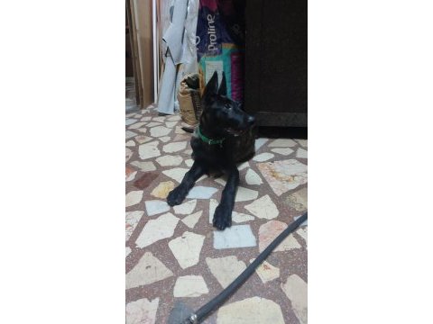 Tiger belçika kurdu