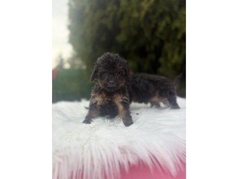Maltipoo yavrularımız