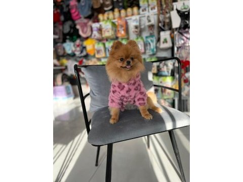 Teddy bear 1 yaş üst kalite dişi pomeranian