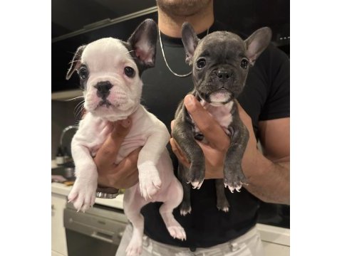 French bulldog 45 günlük