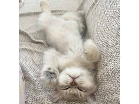 3 aylık british longhair erkek yavru