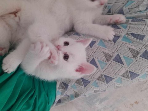 British shorthair yavrular