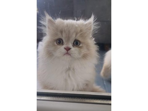 Beyaz ve gold british longhair yavrular