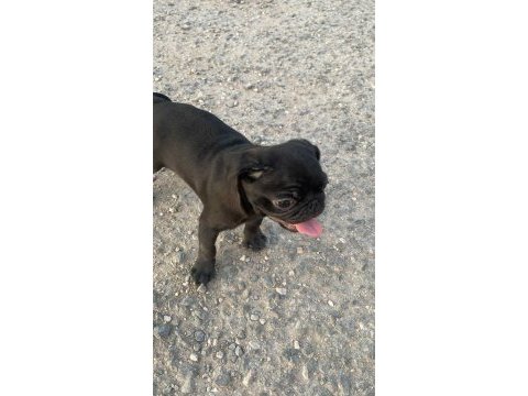 A+ hamburger face black pug mops