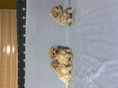 Maltipoo köpeğimiz
