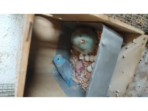 2 çift eşli yavru yumurta alınmış forpus papağanları
