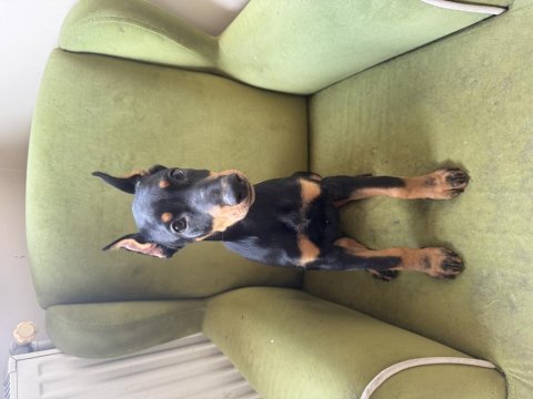 3 aylık dişi estetikli doberman yavrusu
