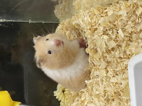 Antalya adrese teslim hamster muhabbet kuşu balık