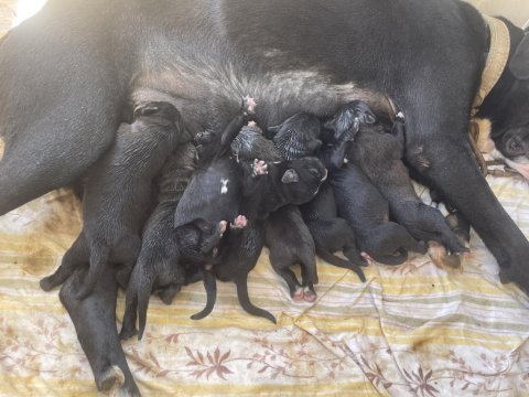 Cane corso yavrularımız