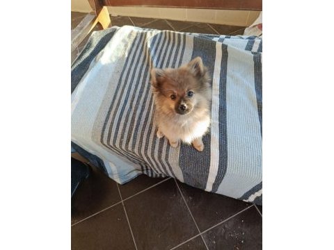 Pomeranian 4 aylık