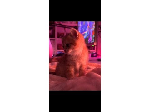 British shorthair yavrularımıza yuva arıyoruz