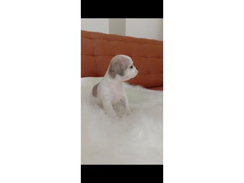 Irk şampiyonu babadan safkan chihuahua