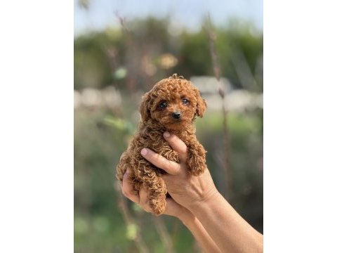 Aşılı çiş eğitimli teacup toy poodle 
