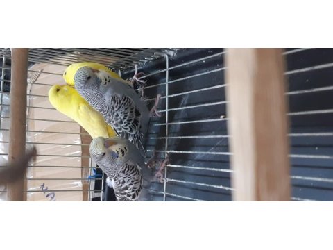 Gri sarı yüz muhabbet kuşları