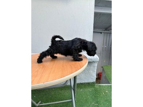 Mükemmel kalite yavrular schnauzer