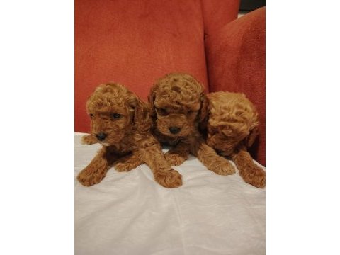 2 aylık toy poodle