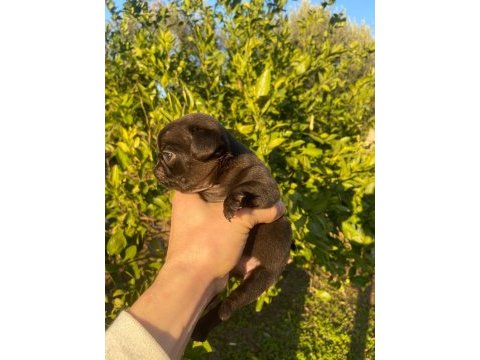 Hamburger surat gül kuyruk pug yavrular