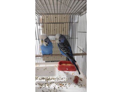 Show jumbo çift kuştur