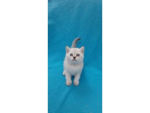 Blue point küçük prensesimiz