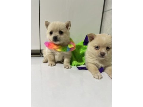 Teacup şivava bebekler