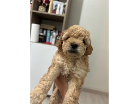 Toy poodle yavrularımız