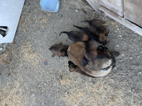 Orijinal belçika kurdu yavruları