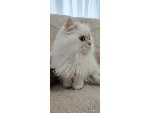 Şecereli cy1133 erkek british longhair yavrum