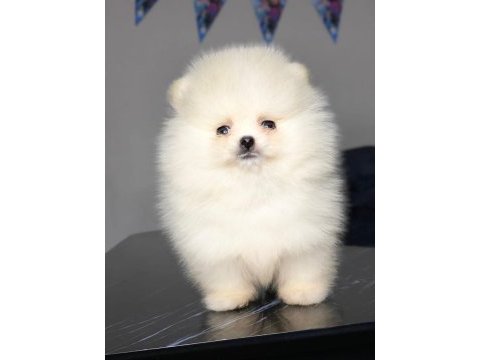 Pomeranian boo yavrumuz